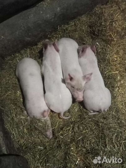 Поросята