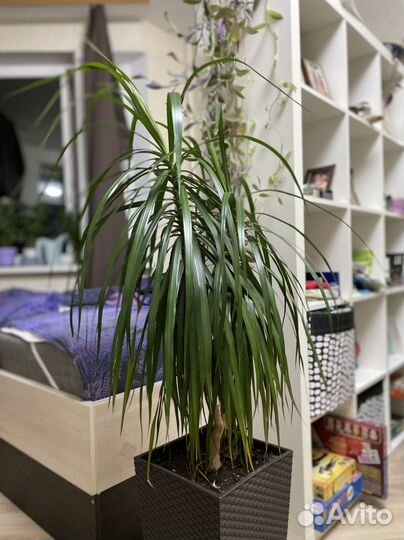 Драцена 130см