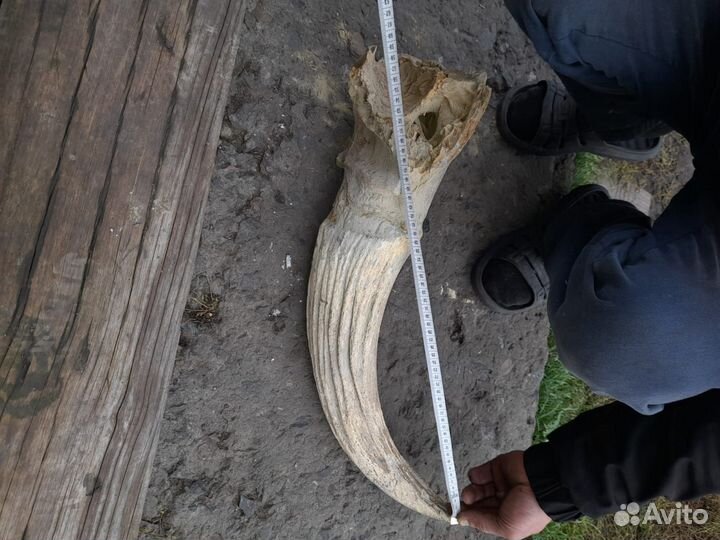 Рог древнего безона