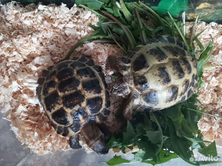 Черепаха сухопутная с террариумом