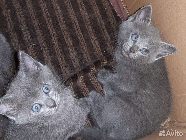 Британские котята