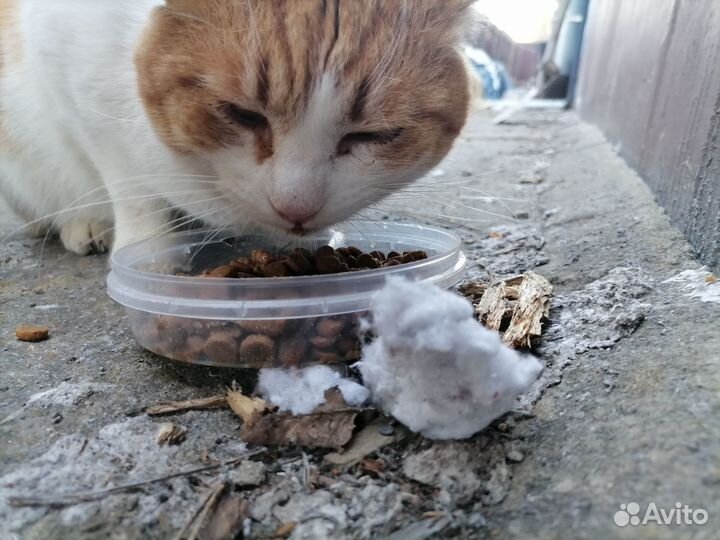 Помогите забрать Рыжика с улицы