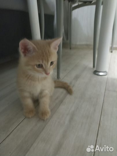 Кошка в дар