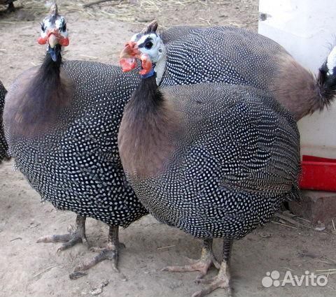 Цесарки самцы