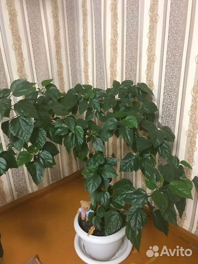 Комнатные растения цветы большие