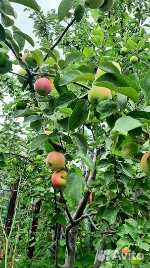 Плодовые деревья и саженцы