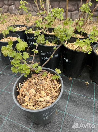 Смородина белая 