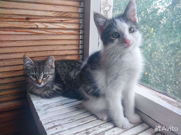Котенок в дар бесплатно