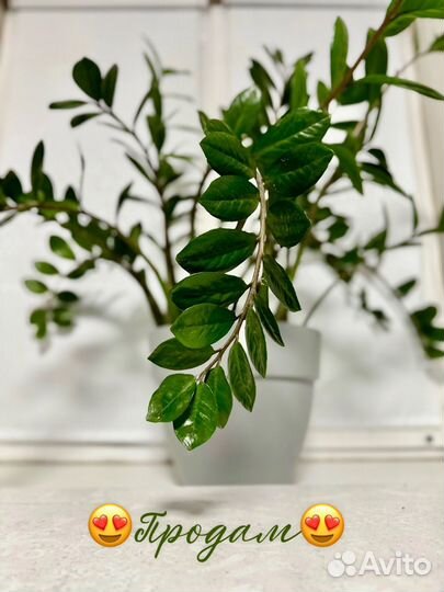 Замиокулькас