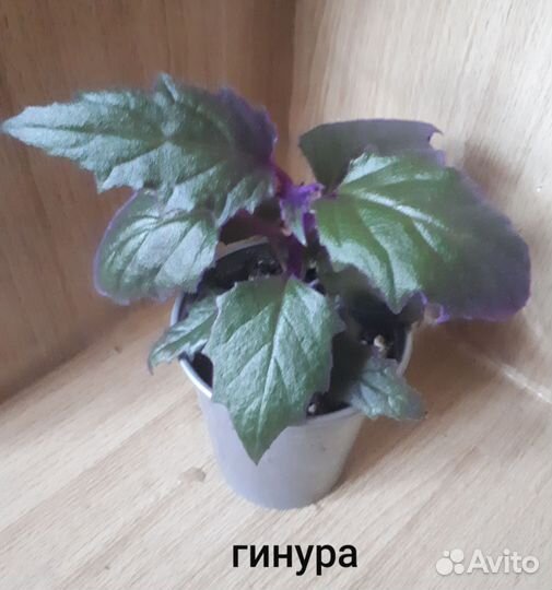 Комнатные растения