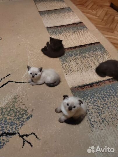 Кошки шотландцы