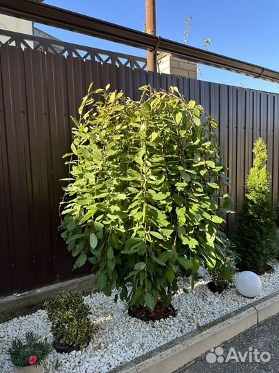 Ива Килманрок