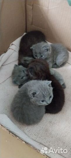 Британские котята