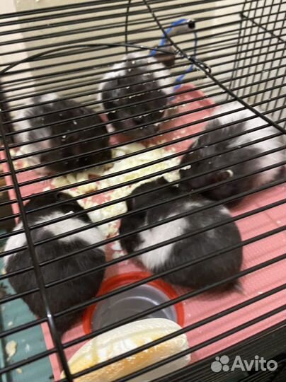 Сирийский хомяк