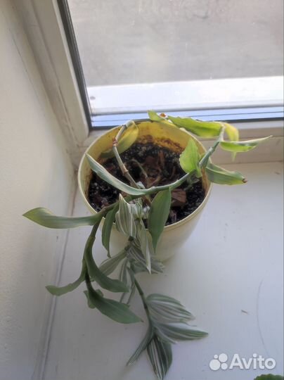 Комнатные цветы бесплатно