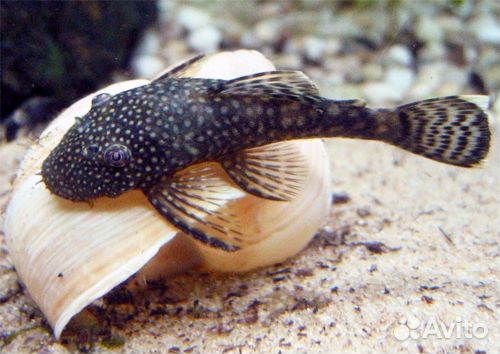 Аквариумные рыбки оптом