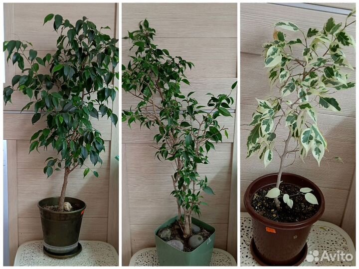 Комнатные растения цветы