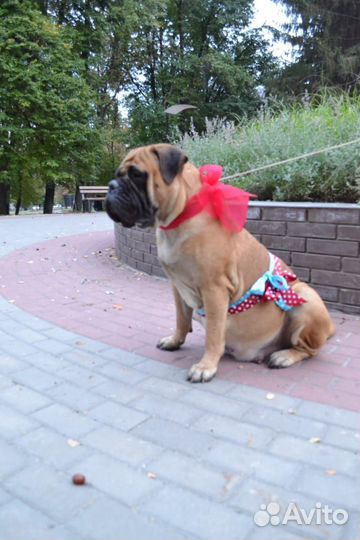 Бульмастиф