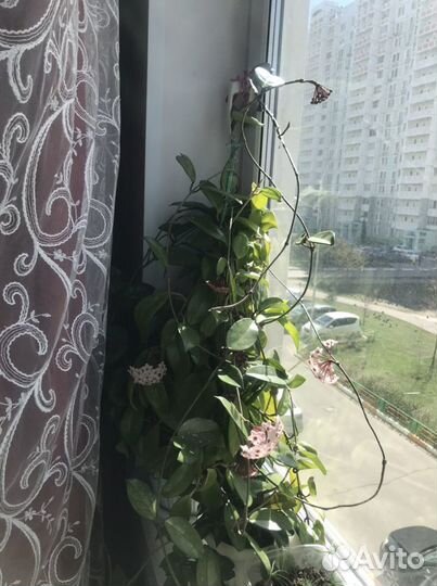 Хойя, срез одного узла