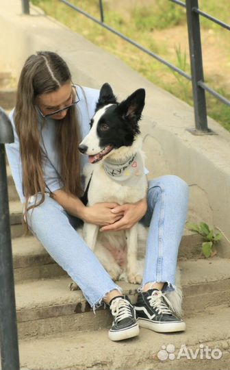 Щенок в добрые руки