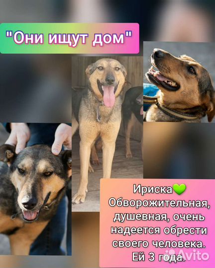 Собака в добрые руки