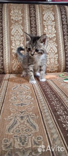 Селкирк-рекс