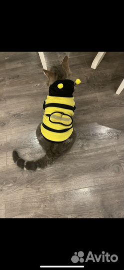Костюм Пчела для котиков