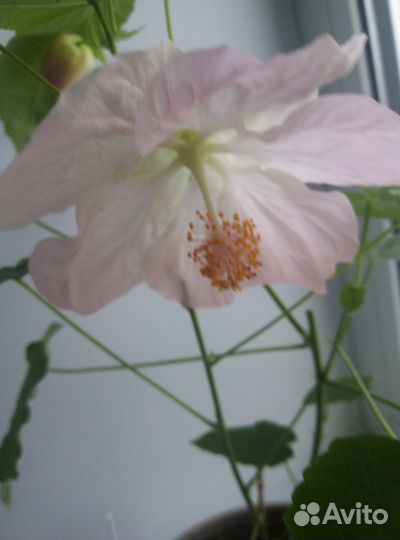 Абутилон домашний клен