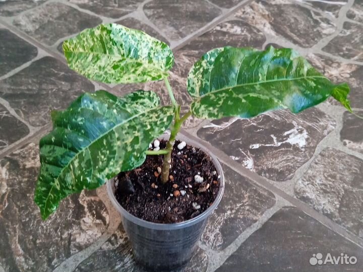 Фикус Аспера вариегатный