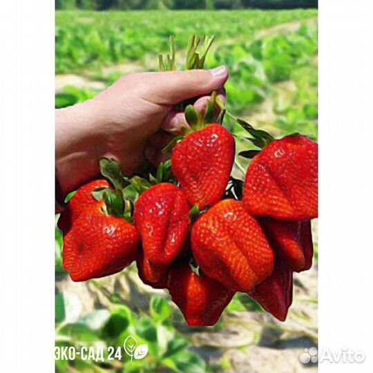 Рассада клубники маршал