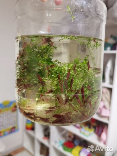 Аквариумные креветки красные