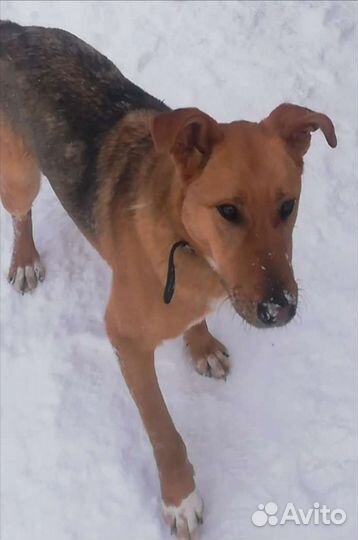 Собака-улыбака