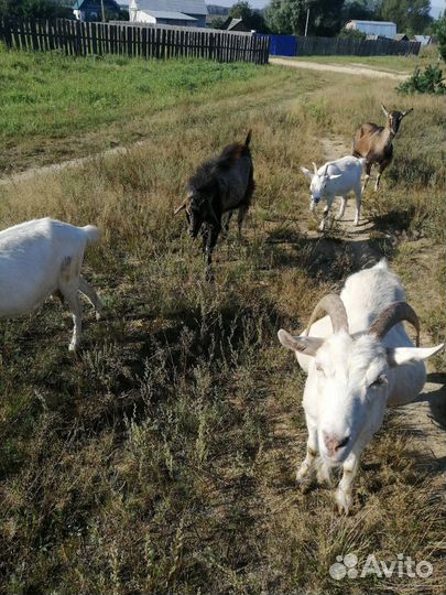 Козы огуленные