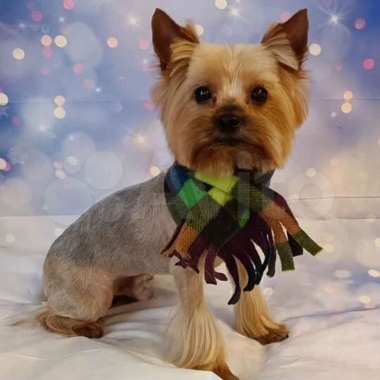 Участок 14,99 га (ИЖС)