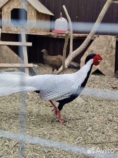 Семья серебристых фазанов