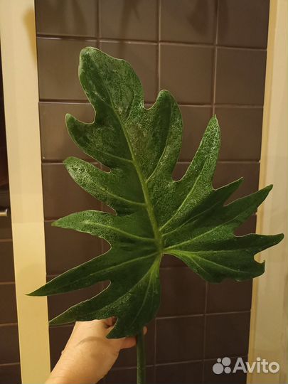 Филодендрон лучистый