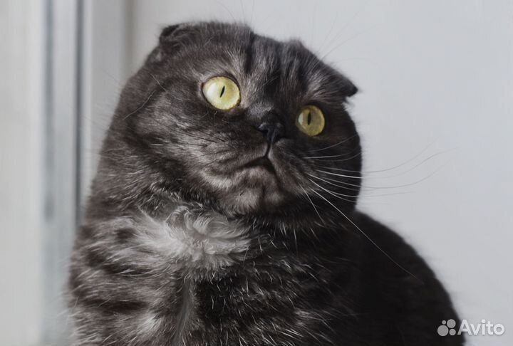 Шотландская вислоухая кошечка (скоттиш-фолд)