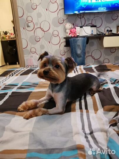 Вязка собаки