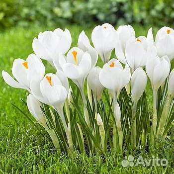 Луковицы крокусов крупные можно почтой