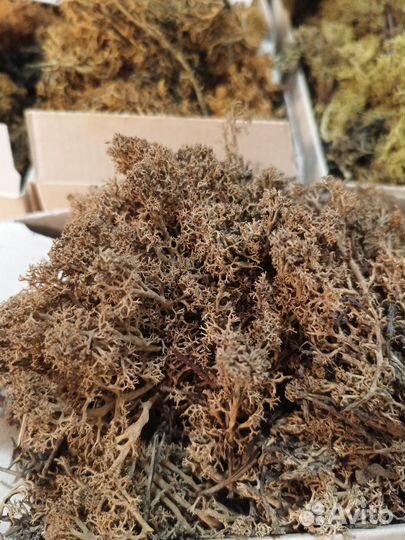 Стабилизированный мох ягель