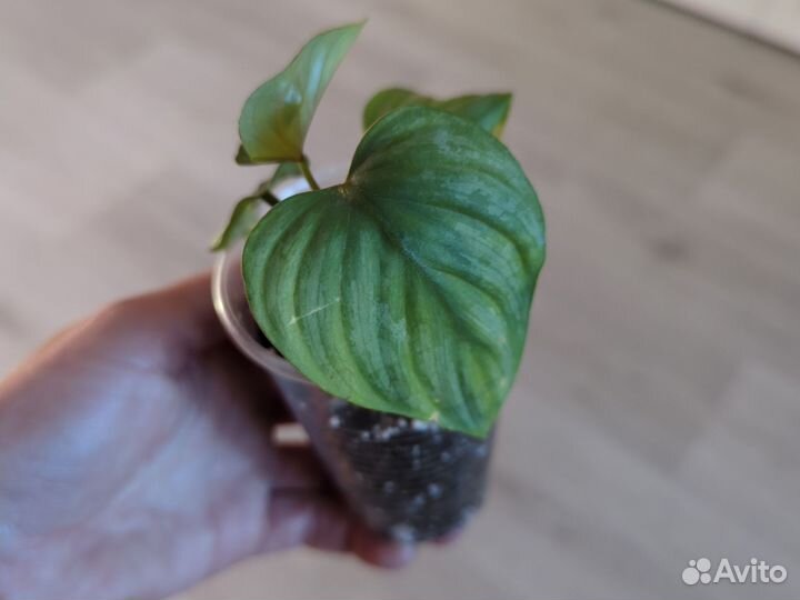 Филодендрон Мамей