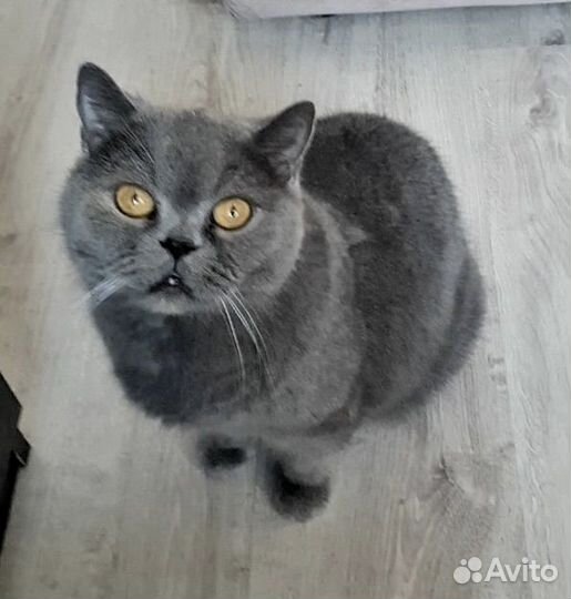Кошка в добрые руки