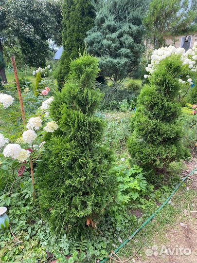 Туя спиралью