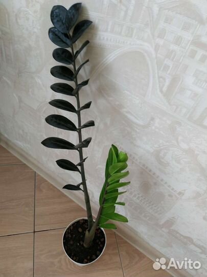 Замиокулькас чёрный 