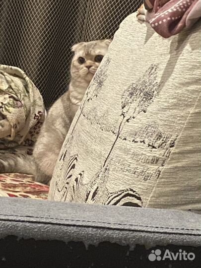 Шотландский кот вязка