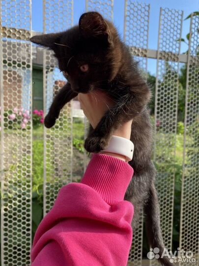 Кошка в дар