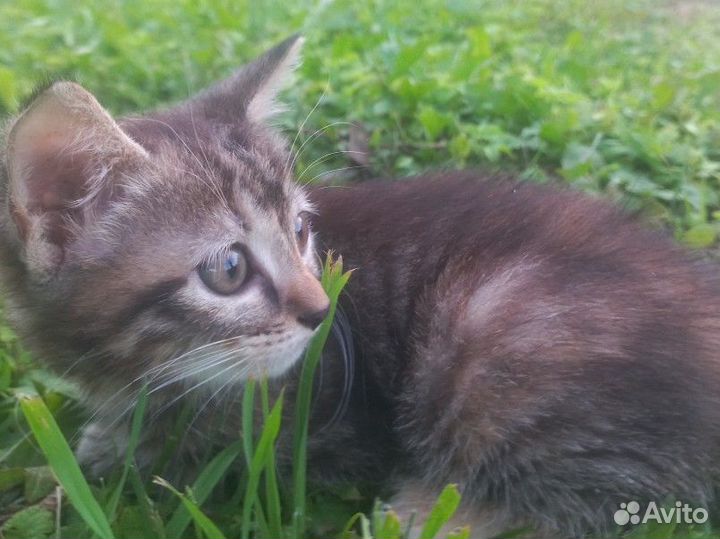 Котята в добрые руки бесплатно