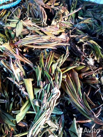 Рододендрон Кавказский, 100гр