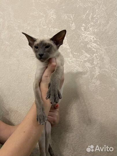 Ориентальная