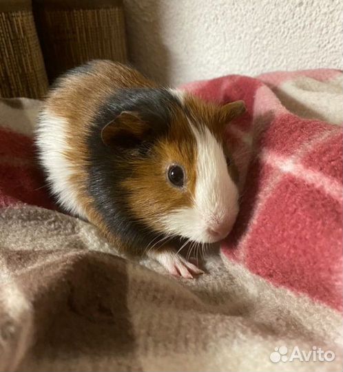 Морская свинка вязка Мальчик